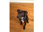 Adopt Coco a Brown/Chocolate - with White American Pit Bull Terrier / Terrier