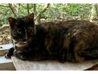 Adopt Callie a Brown Tabby Domestic Mediumhair (medium coat) cat in Saint