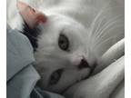 Adopt Sweetheart Monique - a White (Mostly) Domestic Shorthair (short coat) cat