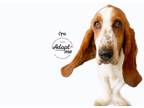 Adopt Opus a Tricolor (Tan/Brown & Black & White) Basset Hound / Mixed dog in