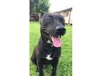Adopt Panther a Black - with White American Staffordshire Terrier / Akita /