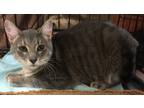 Adopt Pretty Boy a Gray or Blue Domestic Shorthair (short coat) cat in