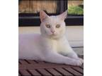 Adopt Casper a White Domestic Shorthair / Mixed cat in Orangevale, CA (21393903)