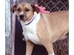 Adopt Sasha a Tan/Yellow/Fawn - with White American Pit Bull Terrier / Mixed dog