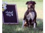Adopt Scrappy a Black - with Tan, Yellow or Fawn American Staffordshire Terrier