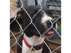 Adopt Dexter a Black - with Tan, Yellow or Fawn American Pit Bull Terrier /