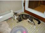 Adopt Athena a Tiger Striped Domestic Shorthair (short coat) cat in Dale City