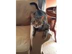 Adopt Joben a Gray, Blue or Silver Tabby Domestic Shorthair / Mixed cat in