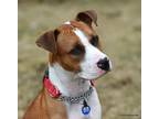 Adopt Paulie a Brown/Chocolate - with White Boxer / Mixed dog in Westminster