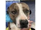 Adopt Zeus a Tan/Yellow/Fawn - with White American Pit Bull Terrier / Mixed dog