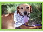 Adopt Nick a Tan/Yellow/Fawn Labrador Retriever / Mixed dog in Blanchard