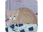 Adopt Buffy a Orange or Red Tabby Domestic Shorthair (short coat) cat in New
