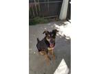 Adopt Joshua a Tricolor (Tan/Brown & Black & White) Rottweiler / Shepherd