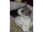 Adopt Mona a Gray or Blue (Mostly) Domestic Shorthair (short coat) cat in