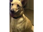 Adopt River a Tan/Yellow/Fawn - with White Shepherd (Unknown Type) / Labrador