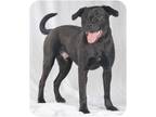 Adopt Duster a Black - with White Labrador Retriever / American Staffordshire