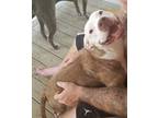 Adopt Lucy a Brown/Chocolate - with White American Staffordshire Terrier /