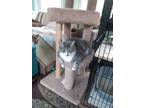 Adopt Louie a Gray or Blue Domestic Shorthair (short coat) cat in Dale City
