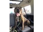 Adopt Big Sal a Brindle American Pit Bull Terrier / Mixed dog in Blanchard
