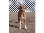 Adopt Chaby a Tan/Yellow/Fawn - with White American Pit Bull Terrier / American
