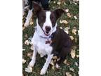 Adopt Pepper a White - with Red, Golden, Orange or Chestnut Australian Shepherd