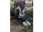 Adopt Rambo a Black - with White American Pit Bull Terrier / American