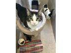 Adopt Venus a Domestic Short Hair