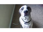 Adopt Brix a Brindle American Pit Bull Terrier / German Shorthaired Pointer /