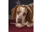 Adopt Scranton a Red/Golden/Orange/Chestnut - with White Beagle / Australian