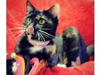 Adopt Sasha a Tortoiseshell Domestic Shorthair (short coat) cat in Macon