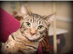 Adopt Stewart a Brown Tabby Domestic Shorthair (short coat) cat in Upper Darby
