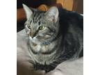 Adopt Chloe a Gray, Blue or Silver Tabby American Shorthair (short coat) cat in