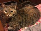 Adopt Josie a Brown Tabby Domestic Shorthair (short coat) cat in Saint