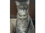 Adopt Eli a Gray, Blue or Silver Tabby Domestic Shorthair (short coat) cat in