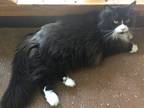 Adopt Uncas a Black & White or Tuxedo Domestic Mediumhair (medium coat) cat in