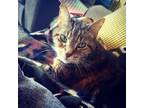 Adopt Maude a Brown Tabby American Shorthair / Mixed cat in Fargo, ND (22995727)