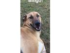 Adopt Bingo a Tan/Yellow/Fawn Hound (Unknown Type) / Mixed dog in Harker