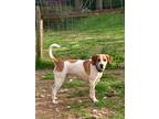 Adopt Lucy a Tan/Yellow/Fawn - with White Coonhound / Treeing Walker Coonhound /