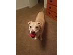 Adopt Loki a Tan/Yellow/Fawn American Pit Bull Terrier / Labrador Retriever /