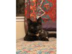 Adopt Shylo a Tortoiseshell Domestic Shorthair (short coat) cat in Pasadena