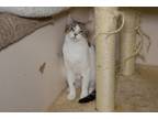 Adopt Timothy a Gray or Blue (Mostly) Domestic Shorthair (short coat) cat in