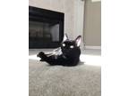 Adopt Evie a Black & White or Tuxedo Domestic Mediumhair (medium coat) cat in