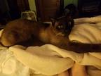 Adopt Rocco a Gray or Blue Siamese / Mixed cat in Alton, IL (22383166)