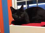 Adopt Rooney a All Black Domestic Shorthair (short coat) cat in Topeka
