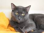 Adopt Liam a Gray, Blue or Silver Tabby Domestic Shorthair (short coat) cat in