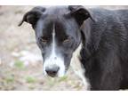 Adopt Cooper Rubble a Black - with White Labrador Retriever / Mixed dog in