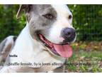 Adopt Stella a Gray/Blue/Silver/Salt & Pepper Staffordshire Bull Terrier / Mixed