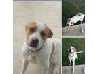 Adopt Chico a White - with Brown or Chocolate Labrador Retriever / American Pit