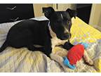 Adopt Roxie a Black - with White American Staffordshire Terrier / Retriever