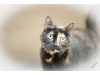 Adopt Sudie a Calico or Dilute Calico Calico (medium coat) cat in Salisbury
